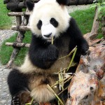 panda