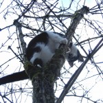 climbing cat